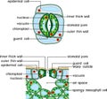 Stomatal complex and section view of stomate and leaf structure